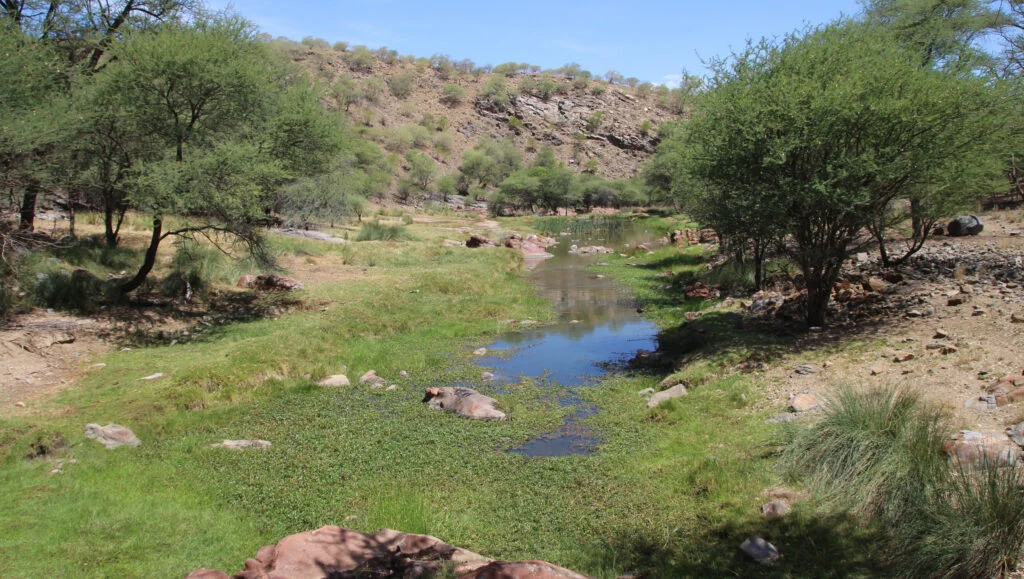 Exploring Namibia's Ornithological Wonders