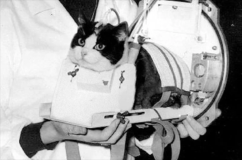 The Story of Félicette: The First Cat in Space